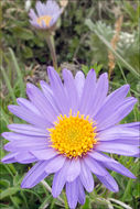 Image of alpine aster