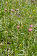 Image of alpine aster