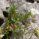 Image of <i>Cerastium <i>carinthiacum</i></i> ssp. carinthiacum