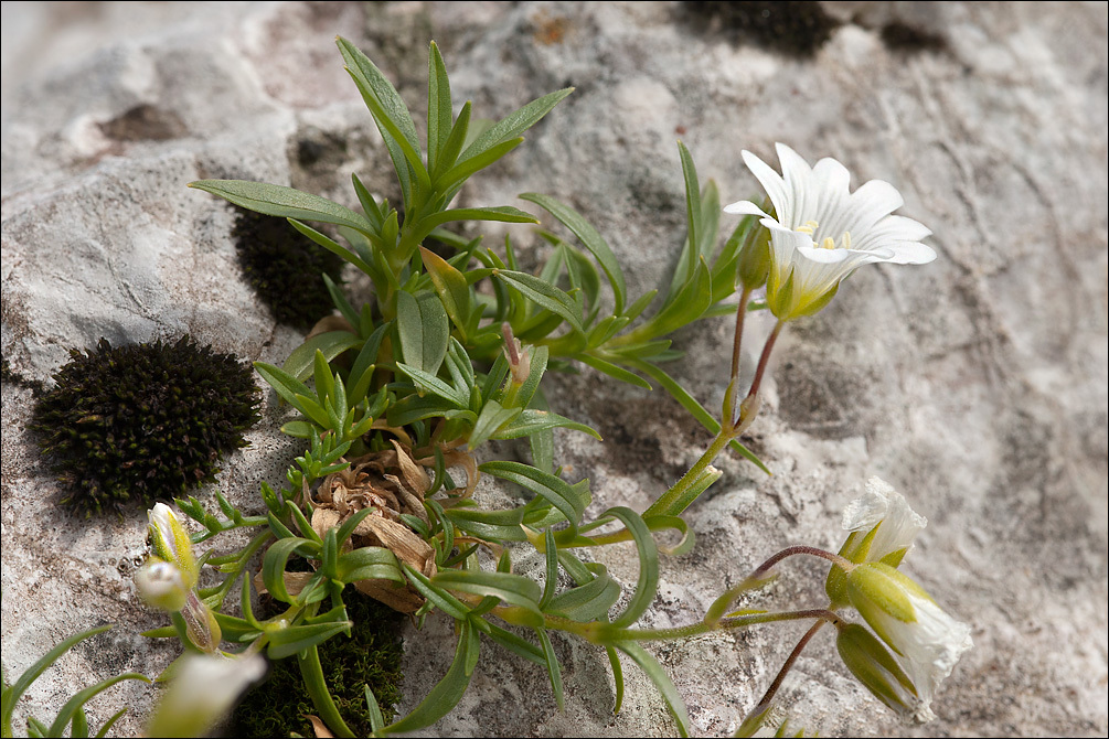 Image of <i>Cerastium <i>carinthiacum</i></i> ssp. carinthiacum