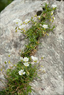 Image of <i>Cerastium <i>carinthiacum</i></i> ssp. carinthiacum