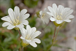 Image of <i>Cerastium <i>carinthiacum</i></i> ssp. carinthiacum