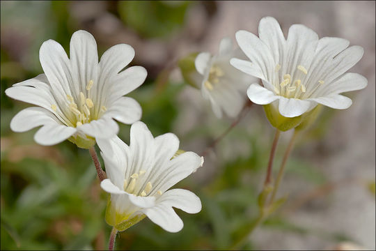 Image of <i>Cerastium <i>carinthiacum</i></i> ssp. carinthiacum