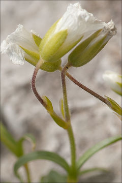 Image of <i>Cerastium <i>carinthiacum</i></i> ssp. carinthiacum