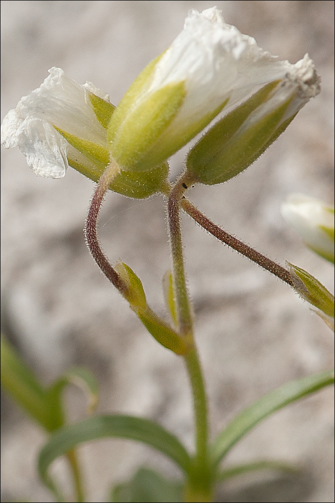 Image of <i>Cerastium <i>carinthiacum</i></i> ssp. carinthiacum