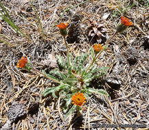 Plancia ëd Hulsea vestita subsp. parryi (A. Gray) Wilken