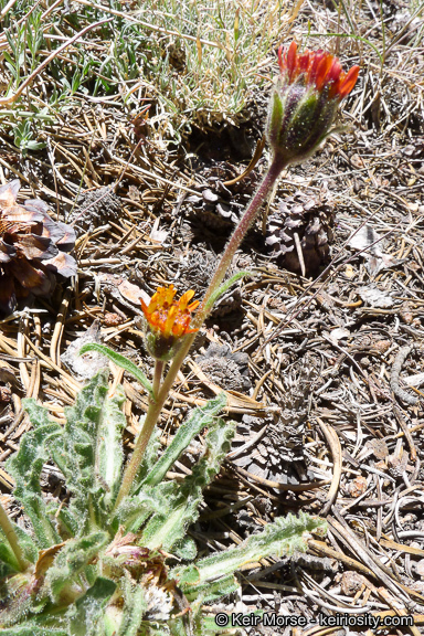 Plancia ëd Hulsea vestita subsp. parryi (A. Gray) Wilken