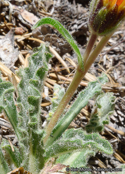 Plancia ëd Hulsea vestita subsp. parryi (A. Gray) Wilken