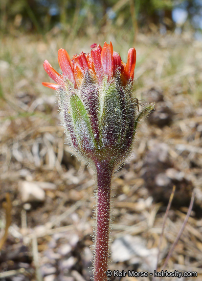 Plancia ëd Hulsea vestita subsp. parryi (A. Gray) Wilken