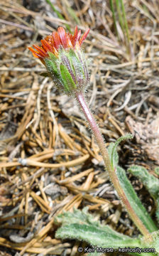 Plancia ëd Hulsea vestita subsp. parryi (A. Gray) Wilken