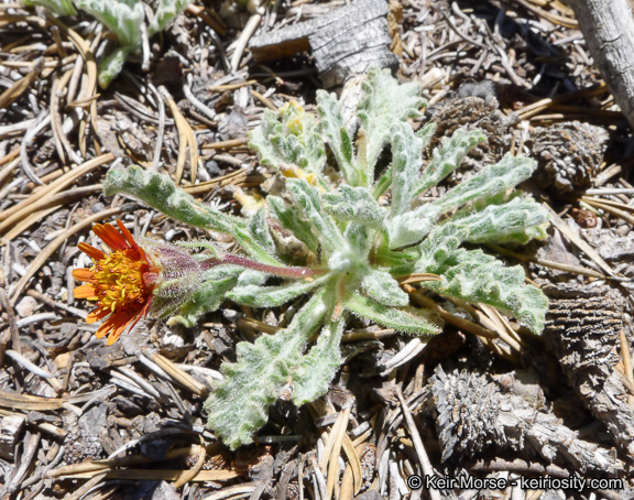 Plancia ëd Hulsea vestita subsp. parryi (A. Gray) Wilken