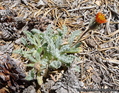 Plancia ëd Hulsea vestita subsp. parryi (A. Gray) Wilken