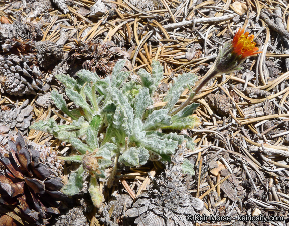 Plancia ëd Hulsea vestita subsp. parryi (A. Gray) Wilken