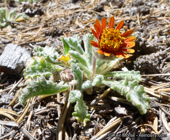 Plancia ëd Hulsea vestita subsp. parryi (A. Gray) Wilken