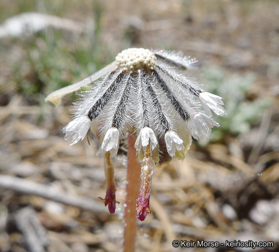 Plancia ëd Hulsea vestita subsp. parryi (A. Gray) Wilken