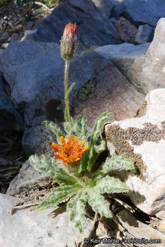 Plancia ëd Hulsea vestita subsp. parryi (A. Gray) Wilken