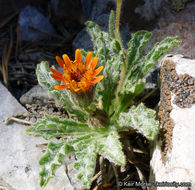 Plancia ëd Hulsea vestita subsp. parryi (A. Gray) Wilken