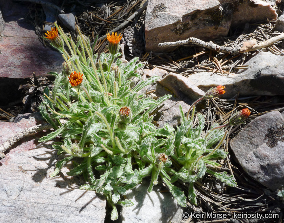 Plancia ëd Hulsea vestita subsp. parryi (A. Gray) Wilken