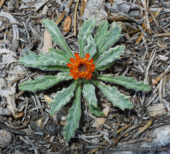 Plancia ëd Hulsea vestita subsp. parryi (A. Gray) Wilken