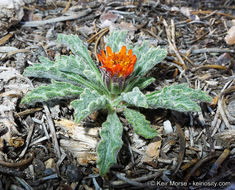 Plancia ëd Hulsea vestita subsp. parryi (A. Gray) Wilken