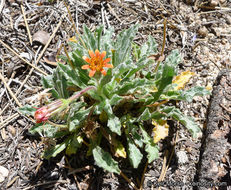 Plancia ëd Hulsea vestita subsp. parryi (A. Gray) Wilken