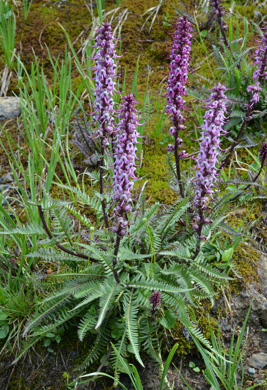 Imagem de Pedicularis groenlandica Retz.