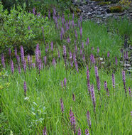 Imagem de Pedicularis groenlandica Retz.