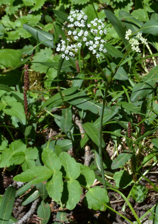 Oxypolis fendleri (A. Gray) Heller的圖片