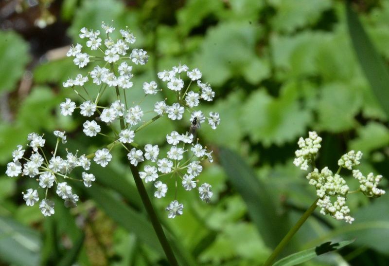 Oxypolis fendleri (A. Gray) Heller的圖片