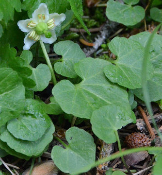 Plancia ëd Moneses uniflora (L.) A. Gray