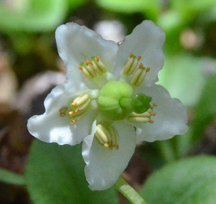 Plancia ëd Moneses uniflora (L.) A. Gray