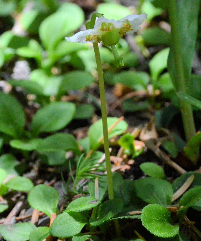 Plancia ëd Moneses uniflora (L.) A. Gray