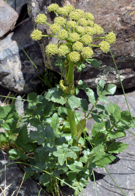 Image of Gray's angelica