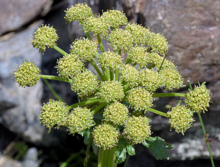 Image of Gray's angelica