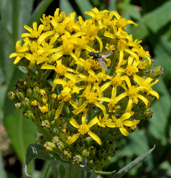 Plancia ëd Senecio atratus Greene