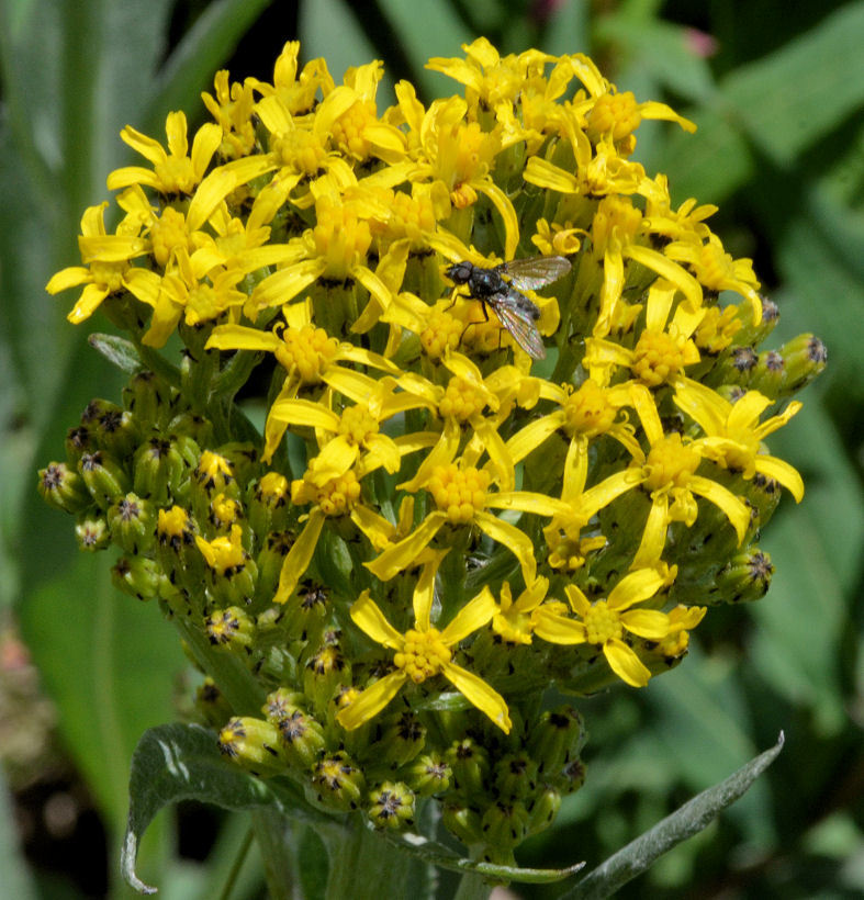 Image of tall blacktip ragwort