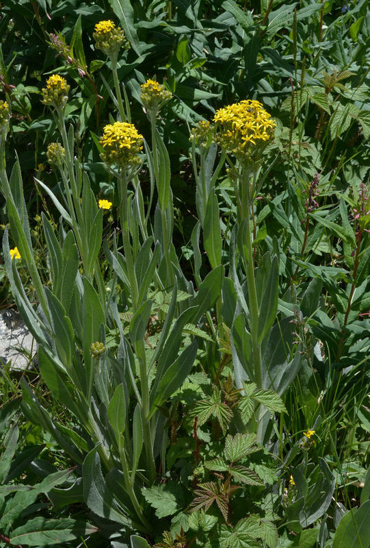 Image of tall blacktip ragwort