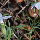 Phlox multiflora A. Nelson resmi