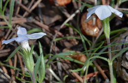 Image of flowery phlox