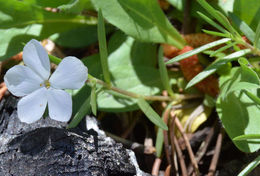 Image of flowery phlox