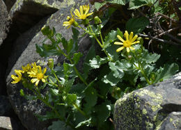 Слика од Senecio fremontii var. blitoides (Greene) Cronq.