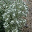 Image of calcareous cryptantha