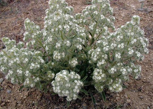 Image of calcareous cryptantha