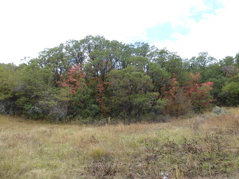 Image de Quercus gambelii Nutt.