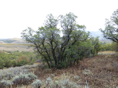 Image of Gambel Oak