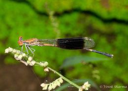 Image of Disparoneura quadrimaculata (Rambur 1842)