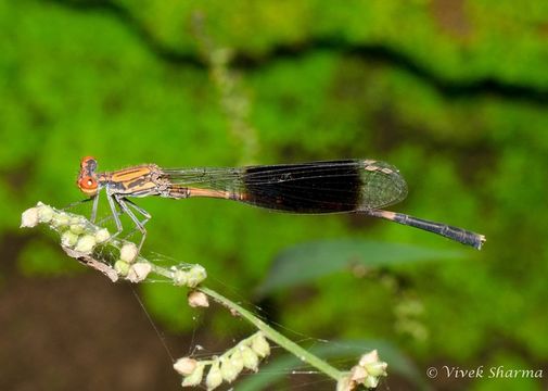 Image of Disparoneura quadrimaculata (Rambur 1842)