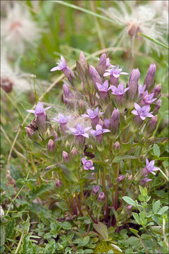 Image de <i>Gentianella anisodonta</i> ssp. <i>calycina</i>