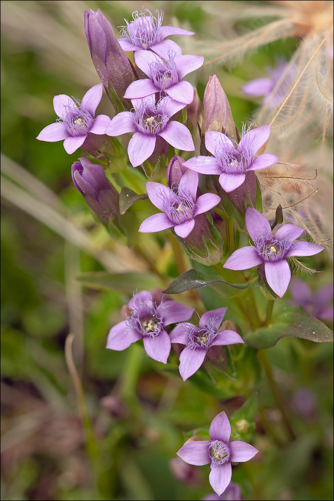 Image de <i>Gentianella anisodonta</i> ssp. <i>calycina</i>