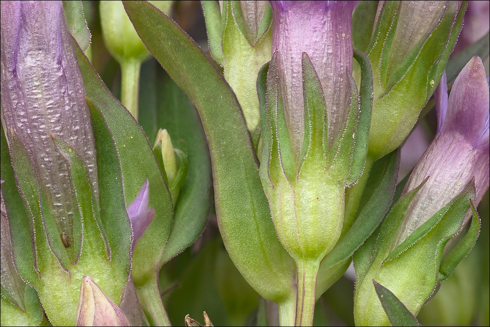 Image de <i>Gentianella anisodonta</i> ssp. <i>calycina</i>